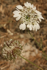 Artedia squamata
