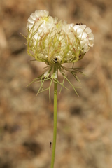 Artedia squamata