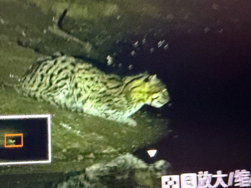 Fishing Cat