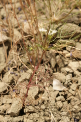 Artedia squamata