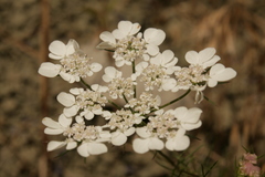 Artedia squamata