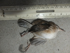 Cistothorus palustris