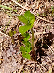Vincetoxicum rossicum