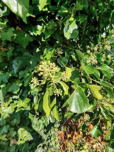 common ivy