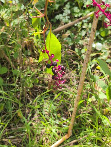 American pokeweed