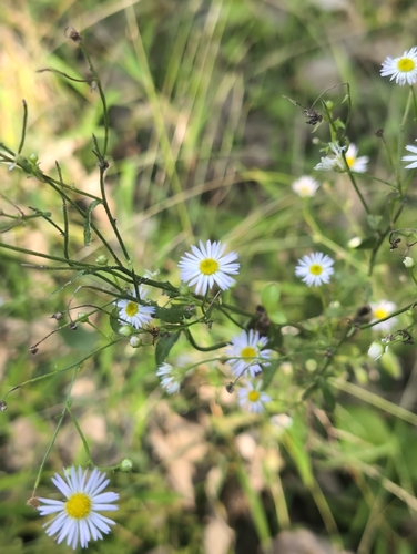 southern annual saltmarsh aster
