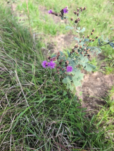 Western Ironweed