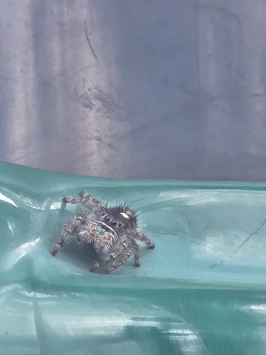 Bold Jumping Spider