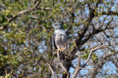 iNaturalist image