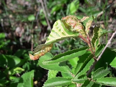 Eriosoma anncharlotteae