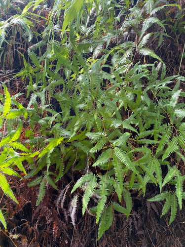 Gleichenella pectinata observed 2026-09-26