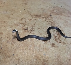 Cacophis harriettae