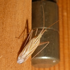 Miridius quadrivirgatus