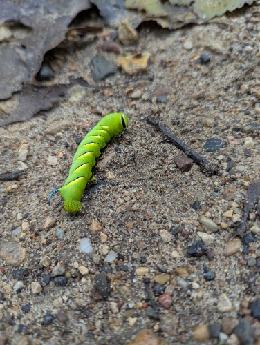 Laurel Sphinx