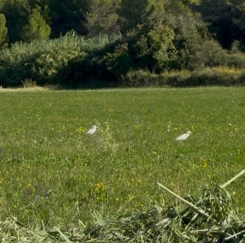Western Cattle-Egret
