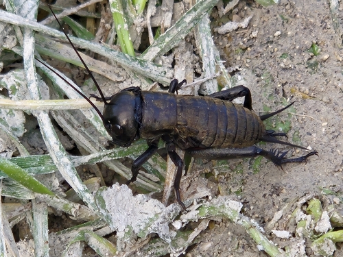 European Field Cricket