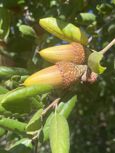coast live oak