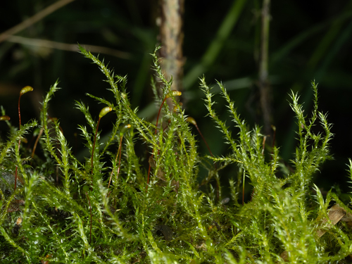 Leptodictyum riparium observed 2026-09-27
