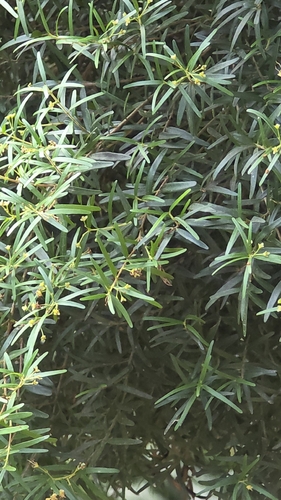 Eugenia sprengelii, 2026-09-26