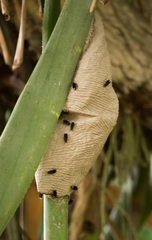 Parachartergus pseudapicalis