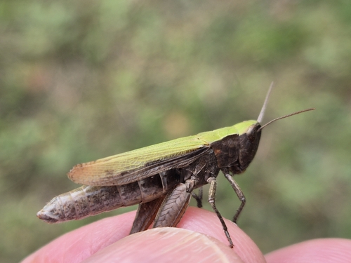 Steppe Grasshopper