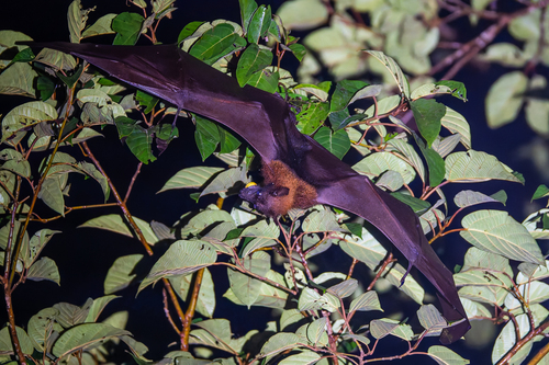 Pteropus vampyrus observed 2026-09-11