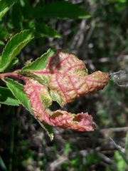 Eriosoma anncharlotteae