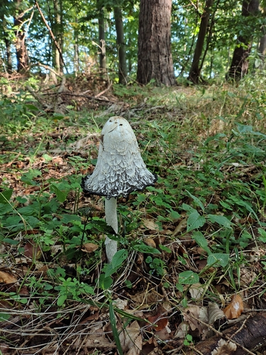 Shaggy Mane