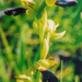 Ophrys omegaifera hayekii - Photo (c) Michele.iannizzotto, algunos derechos reservados (CC BY)
