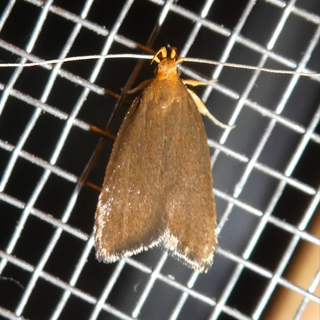 Eurodachtha pallicornella