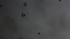 Asterionellopsis glacialis