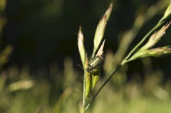 Malachius bipustulatus