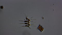 Asterionellopsis glacialis