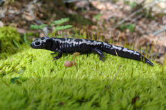 Ambystoma opacum