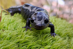 Ambystoma opacum