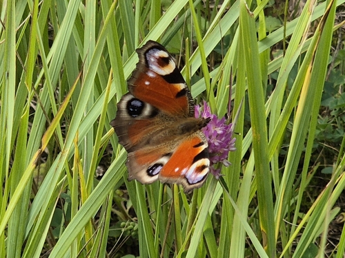 European Peacock Butterfly