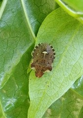 Dyroderes umbraculatus