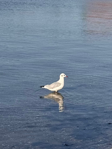 Black-headed Gull