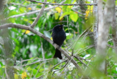 iNaturalist image