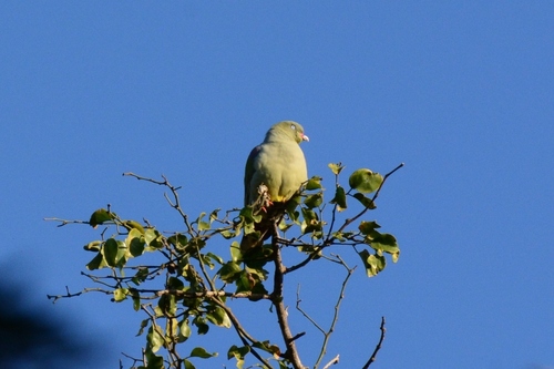 iNaturalist image