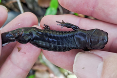 Ambystoma opacum