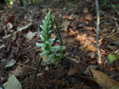 Spiranthes praecox