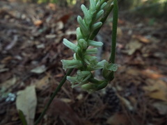 Spiranthes praecox