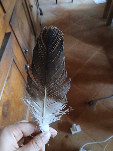 Plume de Bondrée apivore