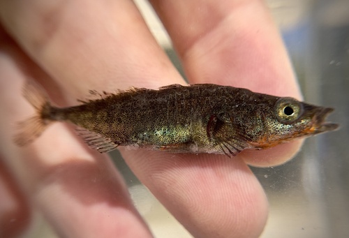 Threespine Stickleback
