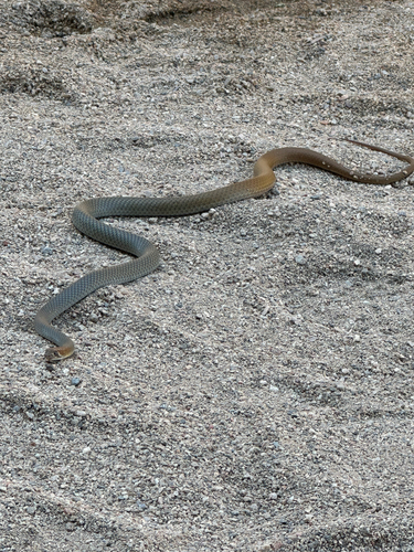 Central Whipsnake