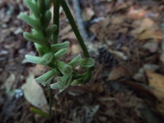 Spiranthes praecox
