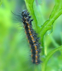 Nyctemera annulata × amicus