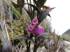 Elleanthus gastroglottis