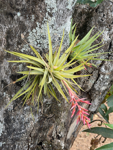 Tillandsia geminiflora